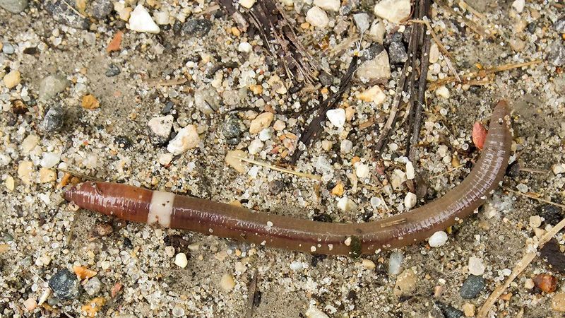 What Makes Them So Different From Nightcrawlers