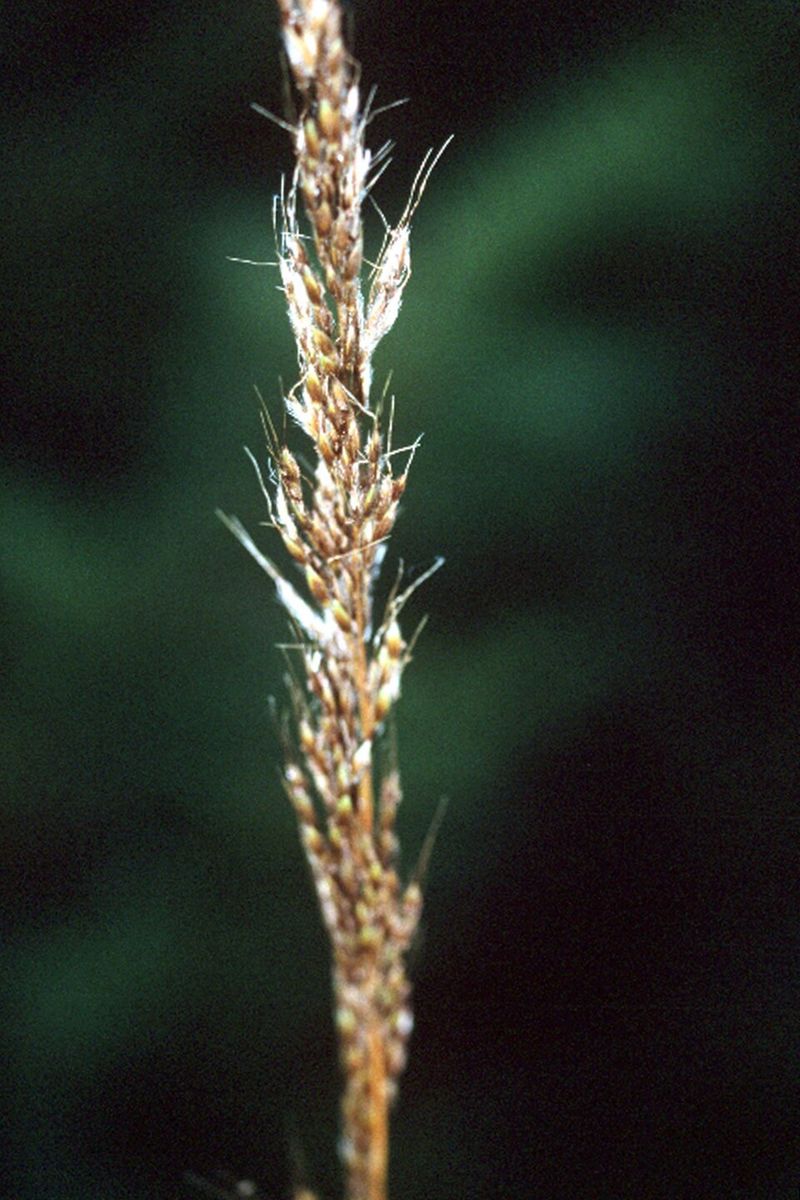 What Makes This Missouri Native Grow Tall Without Spreading
