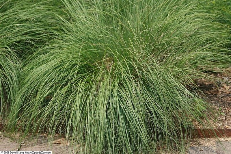 What Makes This Prairie Dropseed So Different What Makes This Prairie Dropseed So Different