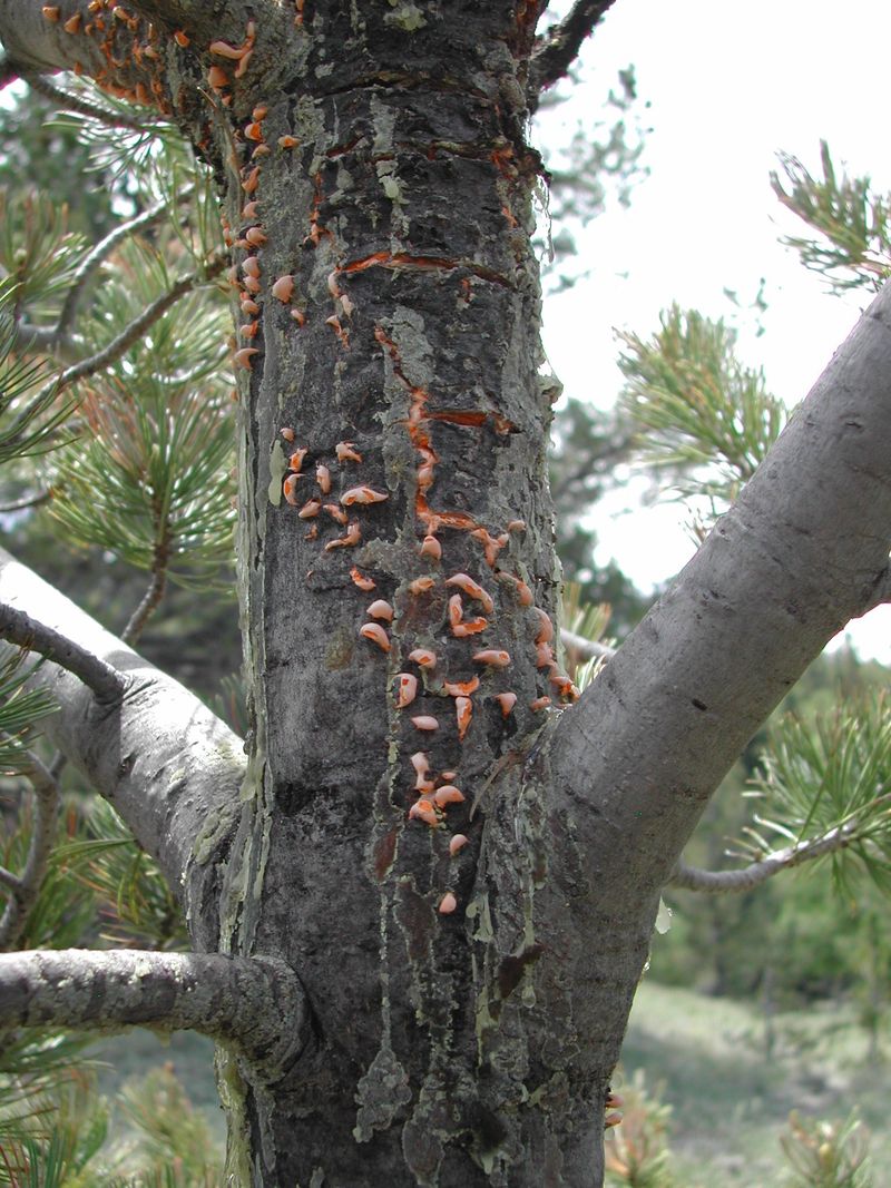 What Makes White Pine Blister Rust So Hard To Detect