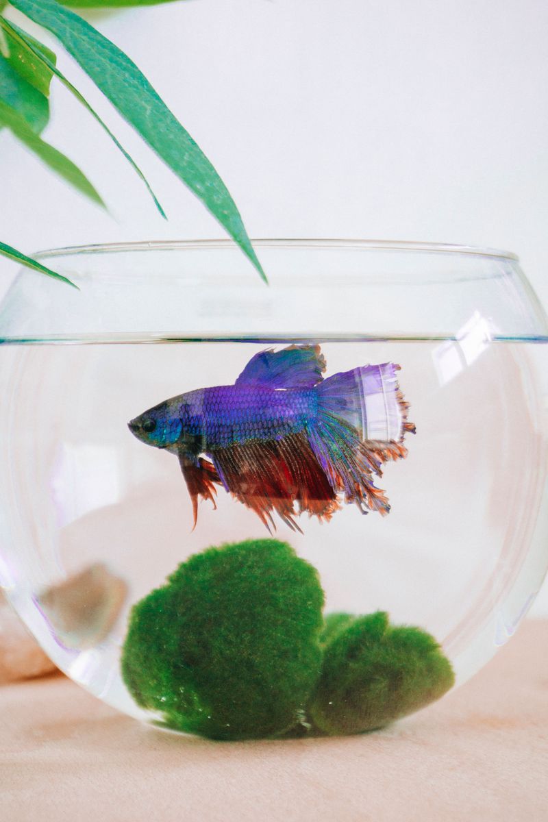 What Marimo Moss Balls Actually Are