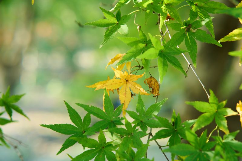 What Midsummer Leaf Drop Actually Signals