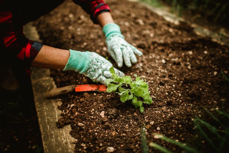 What No-Till Gardening Really Means What No-Till Gardening Really Means