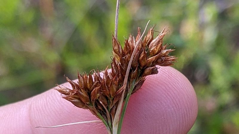 What Plant Exists In Only Three Places On Earth