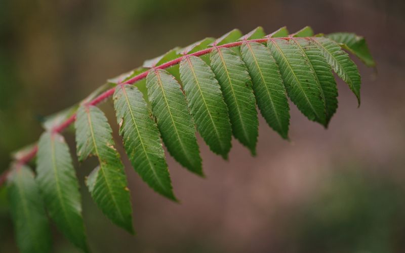 What Poison Sumac Actually Looks Like Nearby