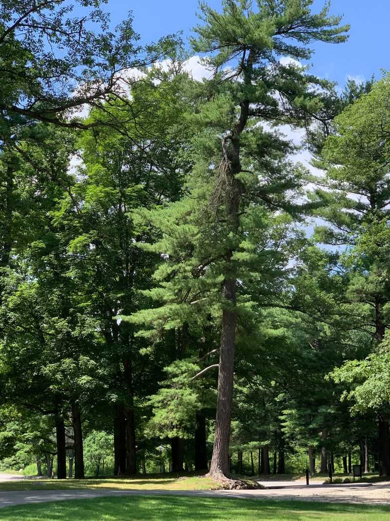 What Sets This Tree Apart From The Rest