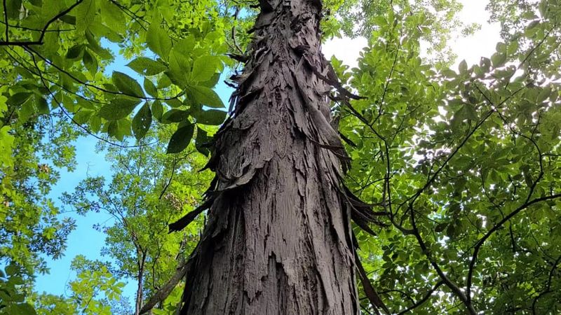 What Shagbark Hickory Can—and Cannot—Do What Shagbark Hickory Can—and Cannot—Do