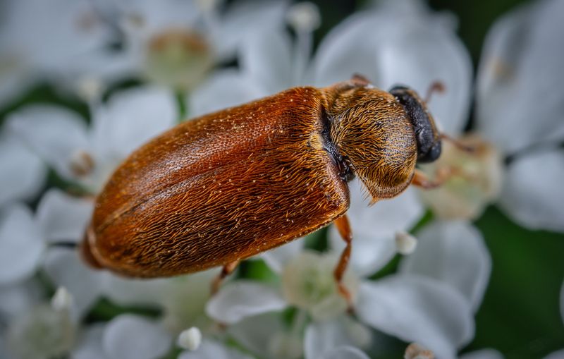 What The Asiatic Garden Beetle Actually Is