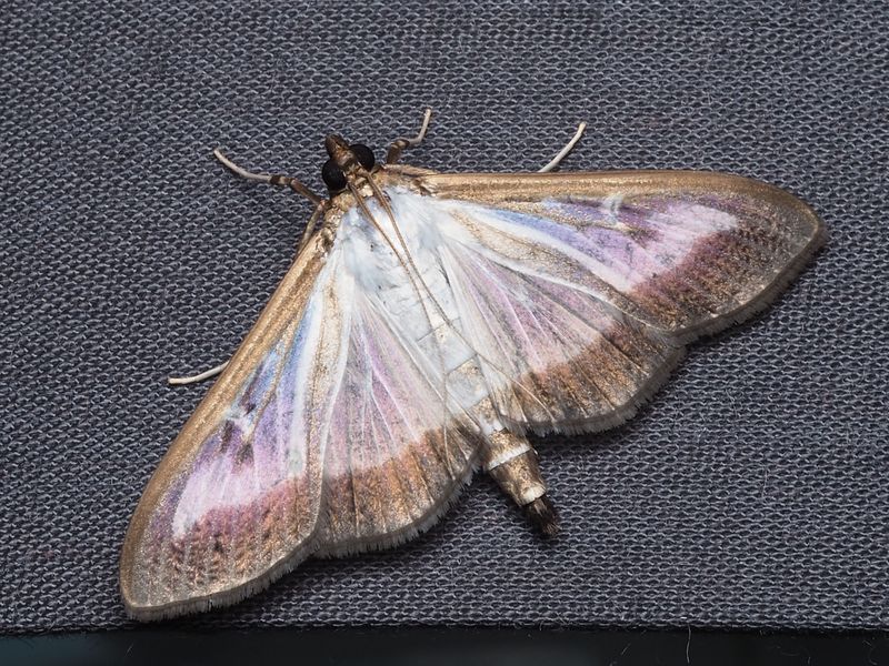 What The Box Tree Moth Actually Is What The Box Tree Moth Actually Is