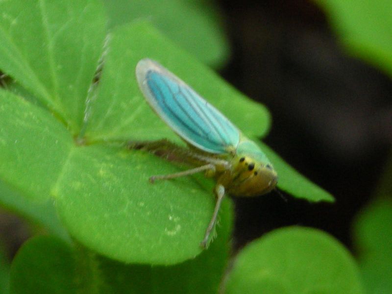 What The Corn Leafhopper Actually Is
