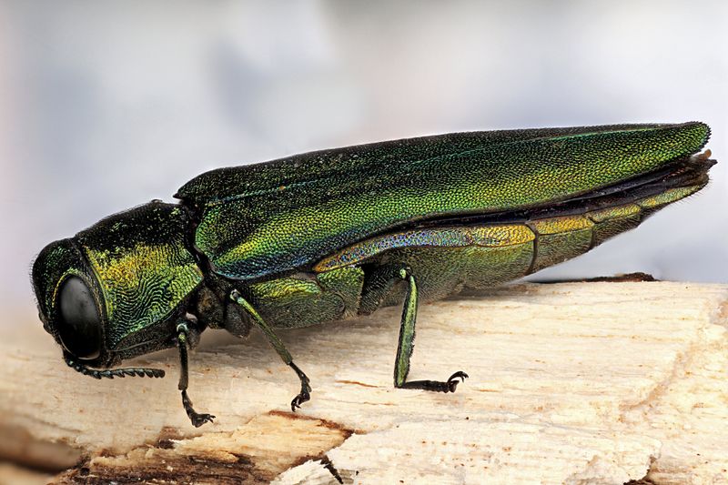 What The Emerald Ash Borer Is And Where It Came From