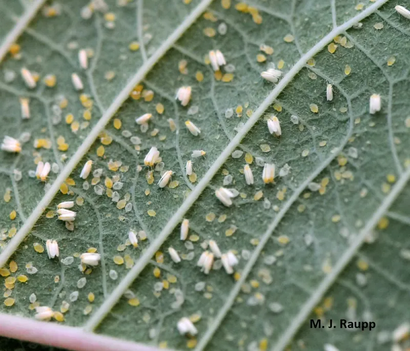 What The Sticky Honeydew Residue Actually Means What The Sticky Honeydew Residue Actually Means