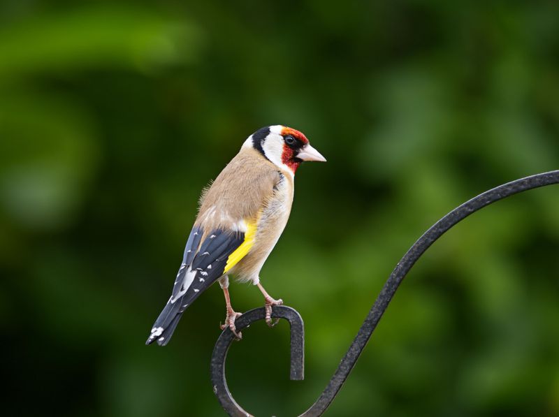 What Their Diet Reveals About Your Garden What Their Diet Reveals About Your Garden
