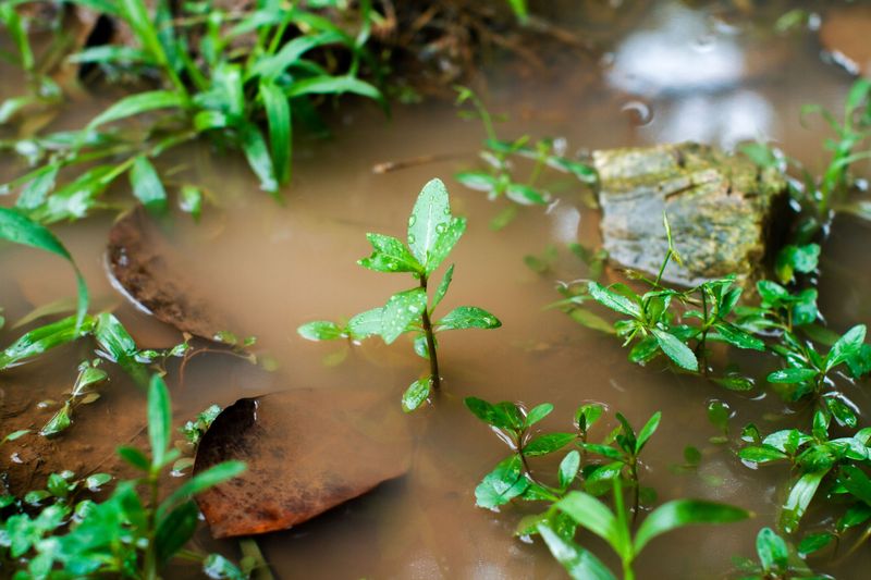 What Their Presence Says About Soil And Moisture What Their Presence Says About Soil And Moisture