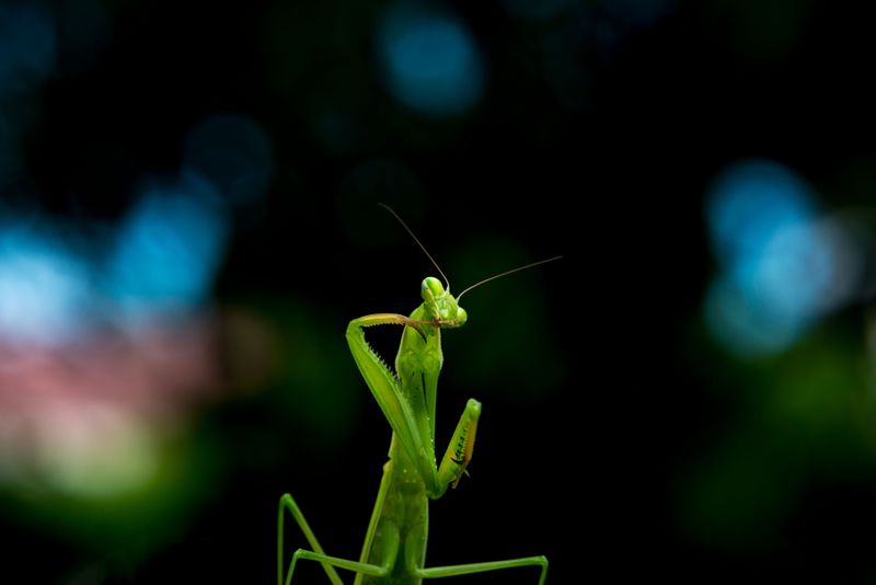 What Their Presence Says About Your Garden's Health What Their Presence Says About Your Garden's Health