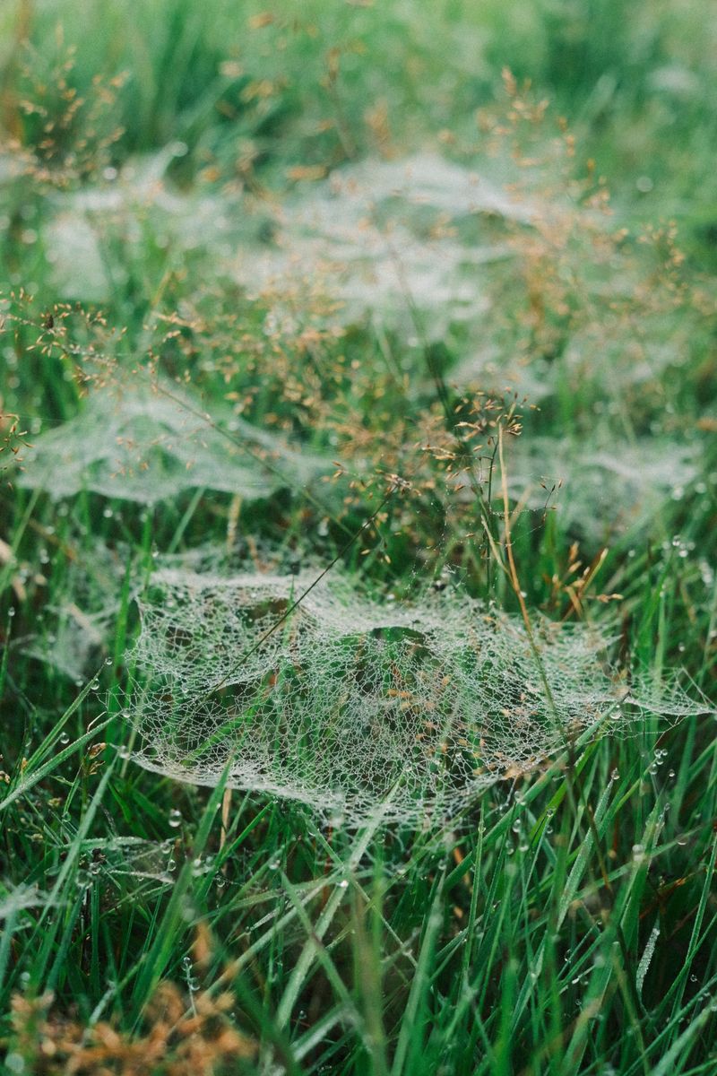 What These Webs Reveal About Your Lawn's Insect Population