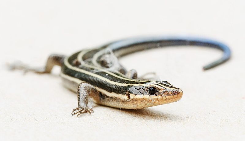 What This Blue-Tailed Lizard Actually Is
