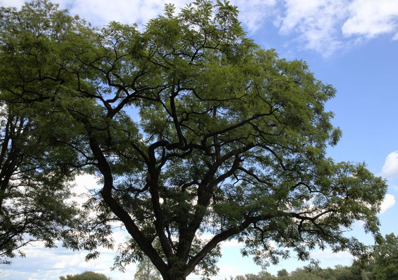 What This Means For The Future Of Maryland's Ash Trees What This Means For The Future Of Maryland's Ash Trees