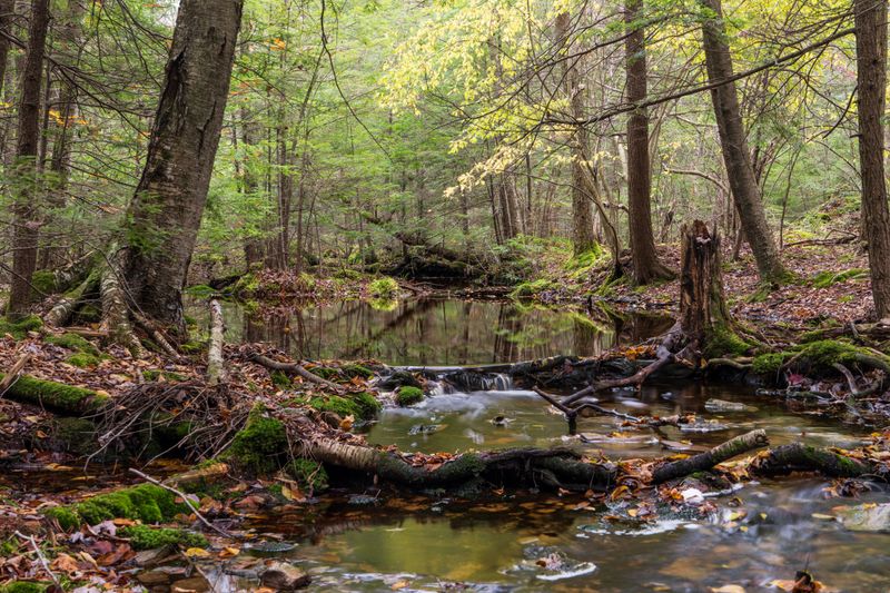 What This Rediscovery Means For Vermont's Ecosystem What This Rediscovery Means For Vermont's Ecosystem