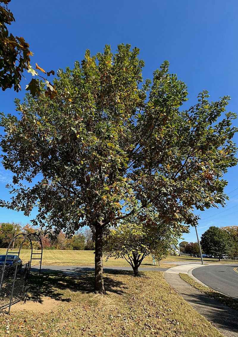 What To Consider Before Planting A Bur Oak