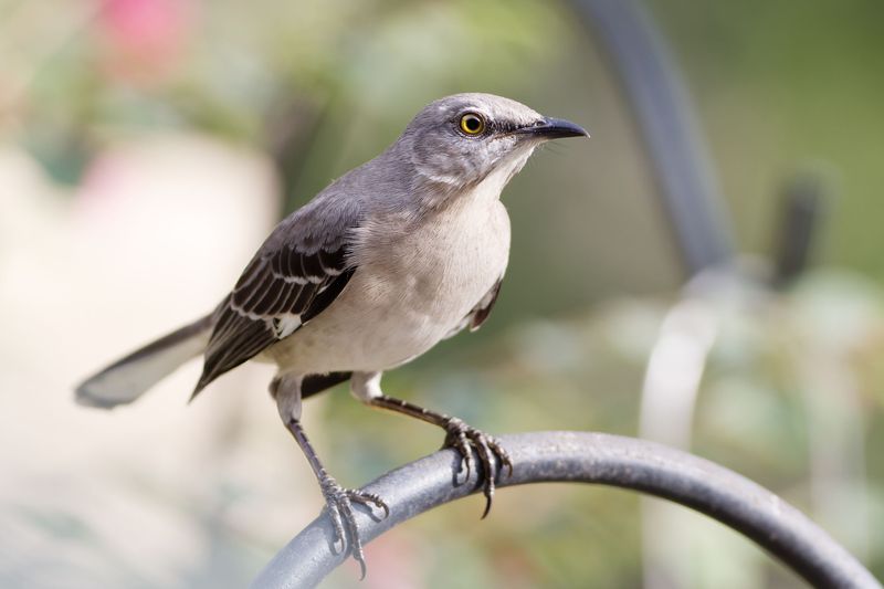What To Do If Mockingbirds Act Defensive Toward You