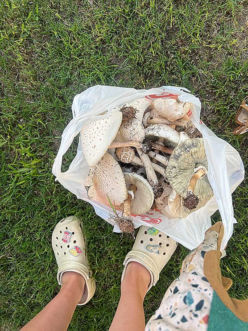What To Do If Mushrooms Keep Returning What To Do If Mushrooms Keep Returning