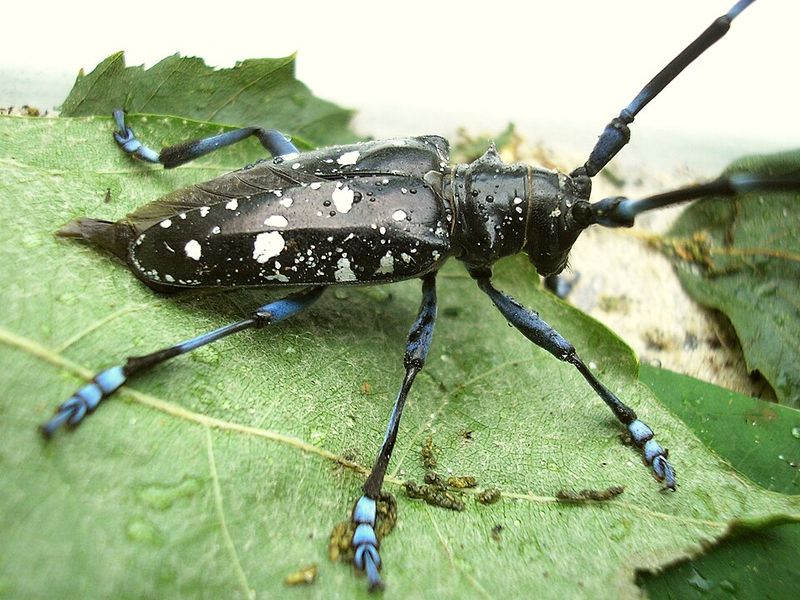 What To Do If You Spot This Pest And Who To Contact What To Do If You Spot This Pest And Who To Contact