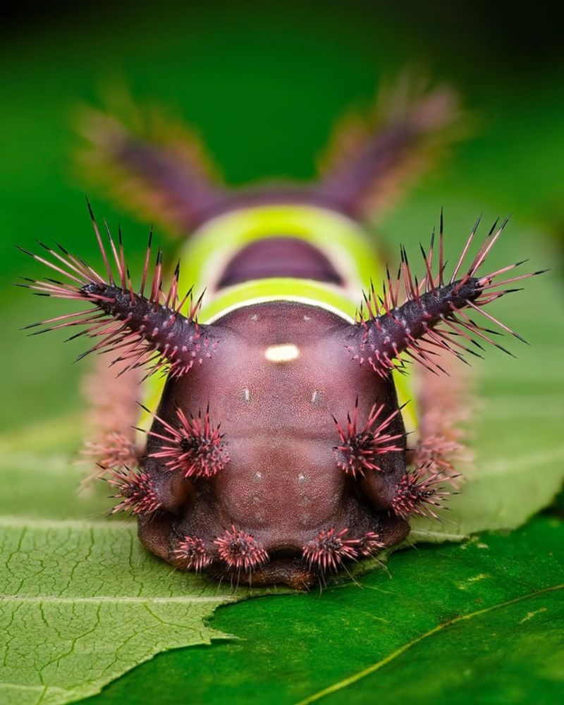 What To Do If You've Been Stung