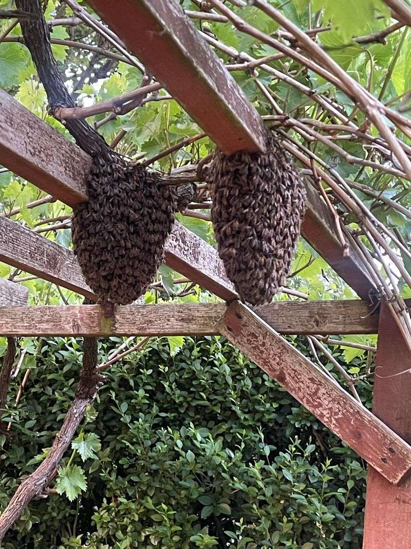 What To Do When A Swarm Shows Up Nearby What To Do When A Swarm Shows Up Nearby