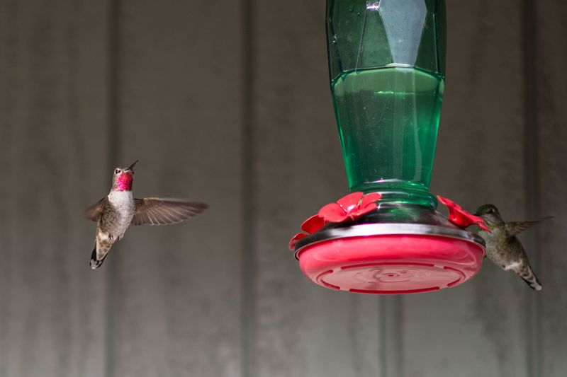 What To Do With Feeders After They Are Gone What To Do With Feeders After They Are Gone