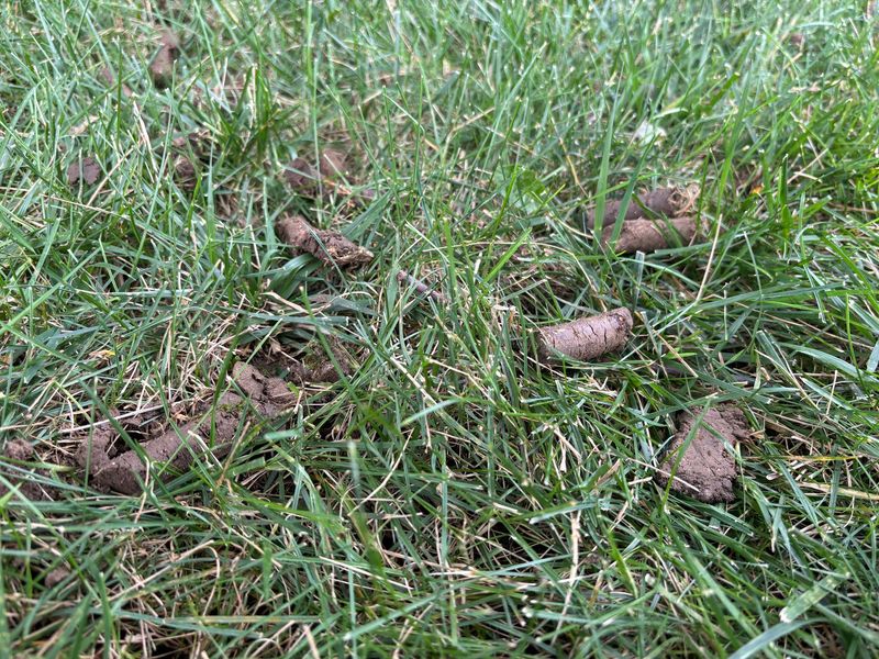 What To Do With The Soil Plugs Left Behind