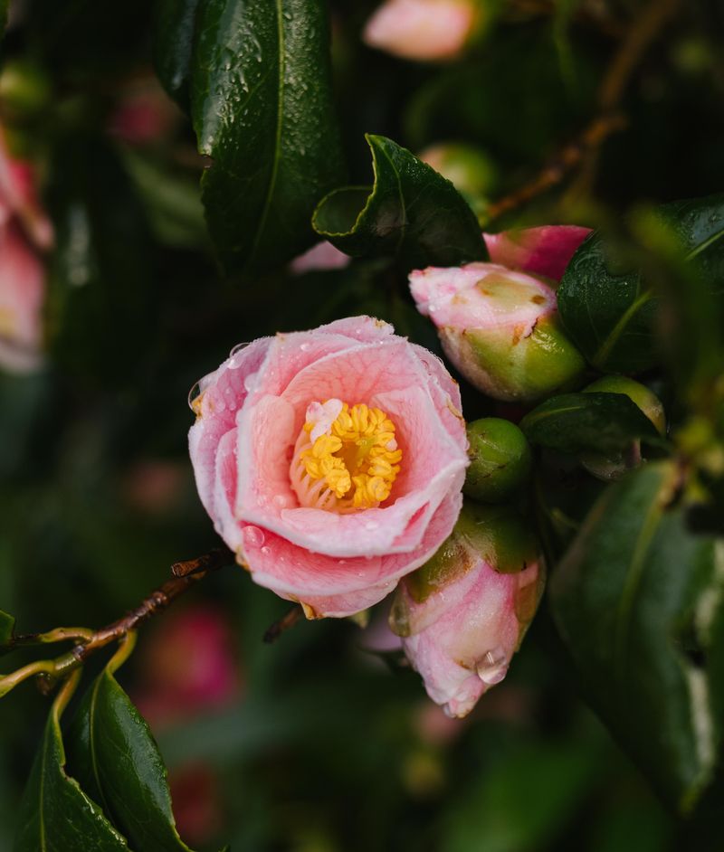 What To Expect From Your Second Bloom Flush What To Expect From Your Second Bloom Flush