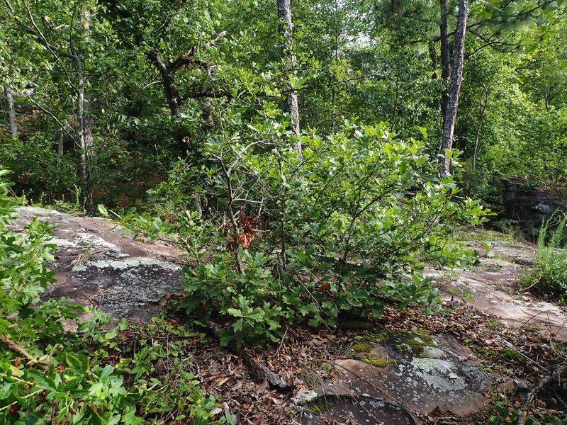 What Tree Is Found Only in Alabama and Nowhere Else