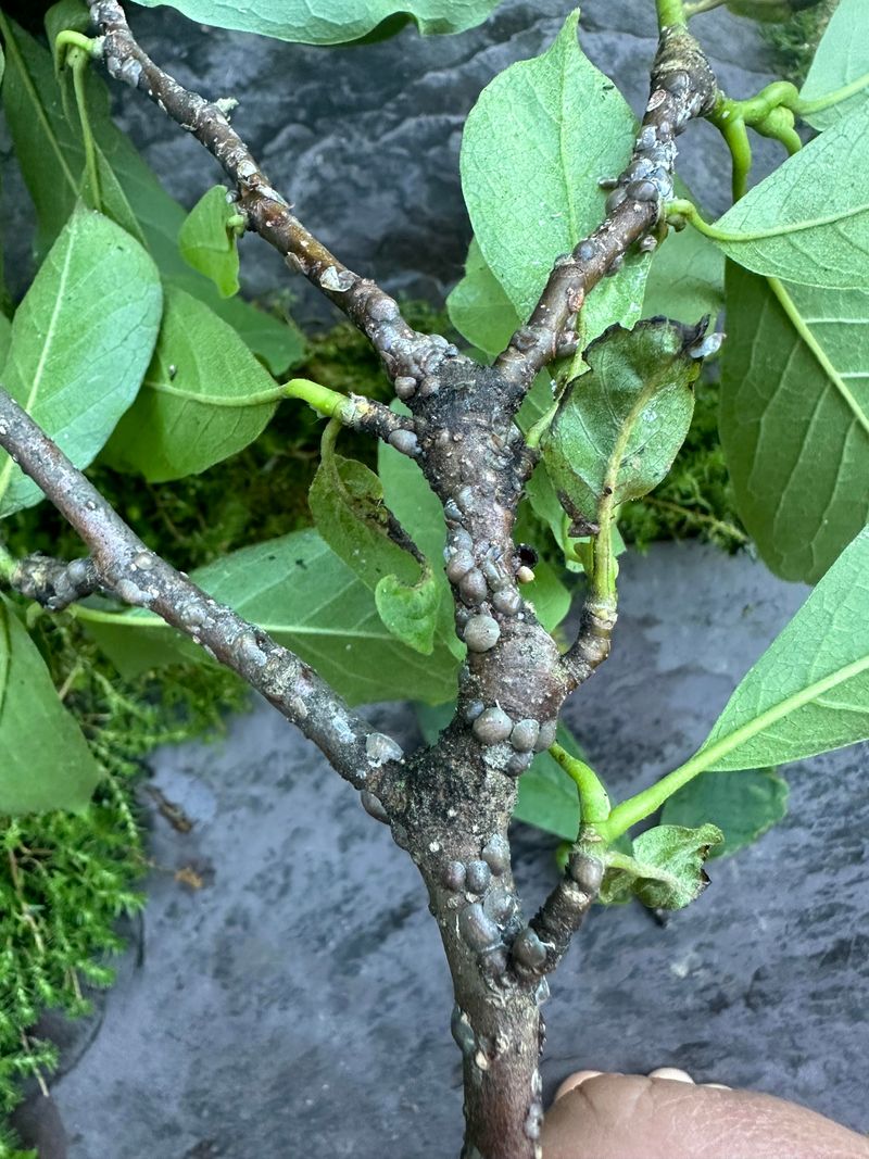 What Tuliptree Scale Is And Why It Spreads Unnoticed