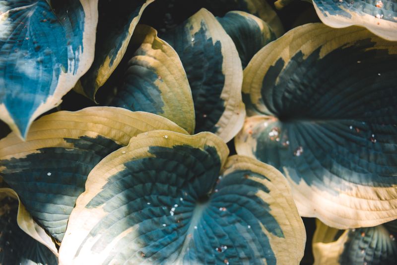 What Vibrant Hostas Will Look Like By Fall