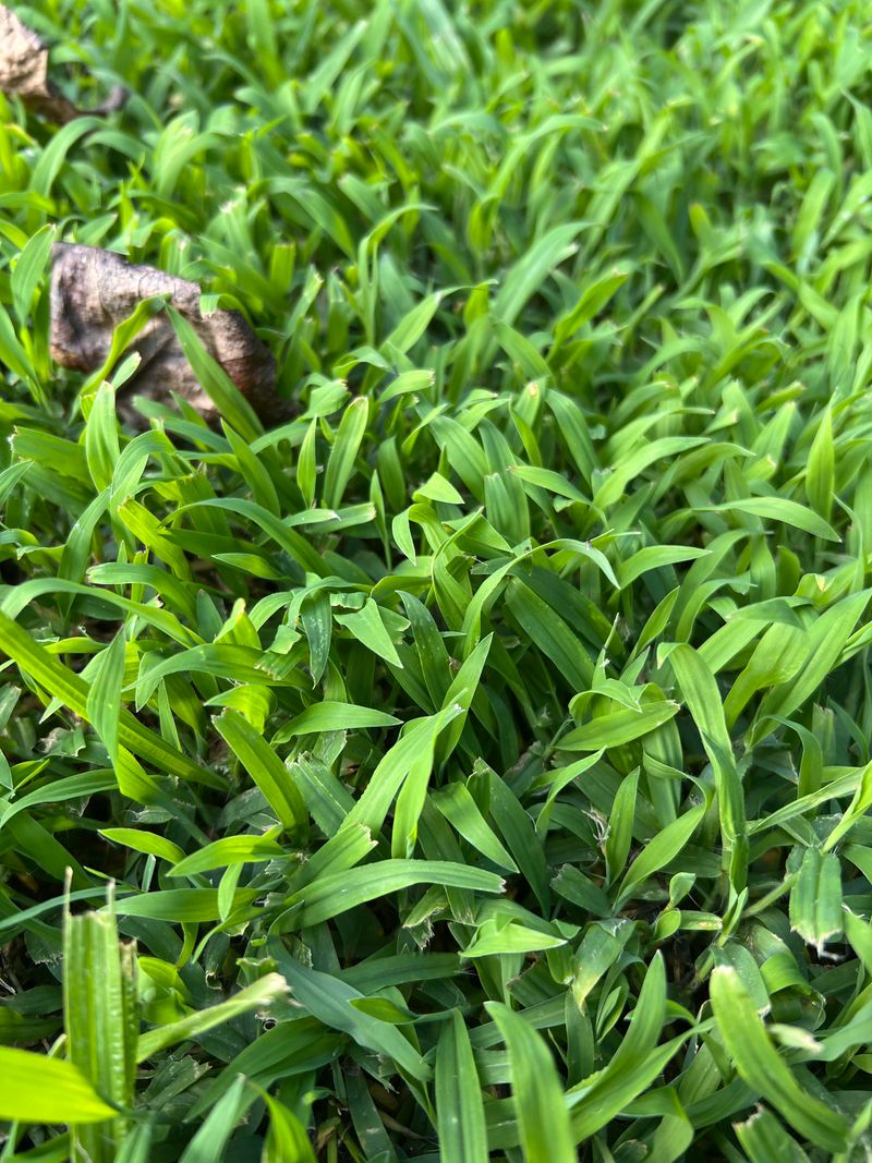 What Watering Habit Actually Encourages Crabgrass To Spread