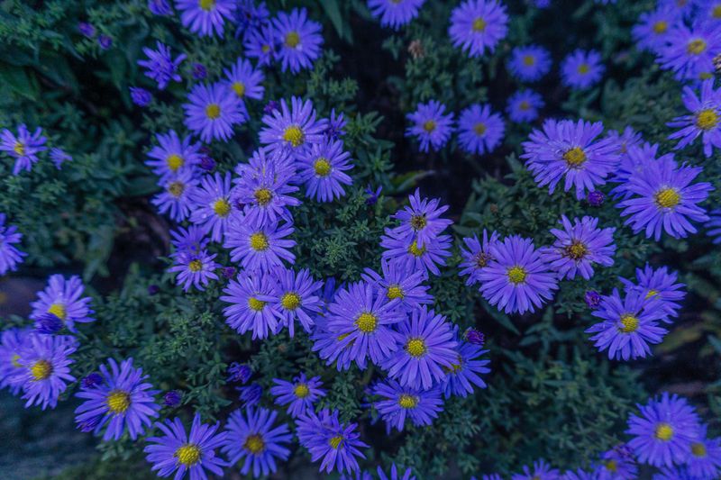 What Your Garden Will Look Like Come October