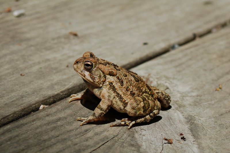 What the Toad May Contribute to Pest Pressure What the Toad May Contribute to Pest Pressure