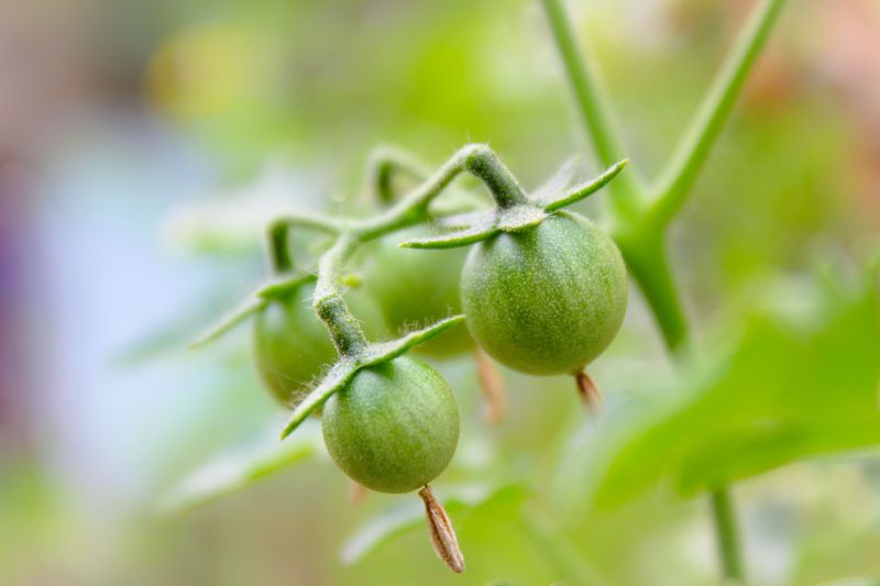 What's Really Going On When Blooms Won't Turn Into Fruit