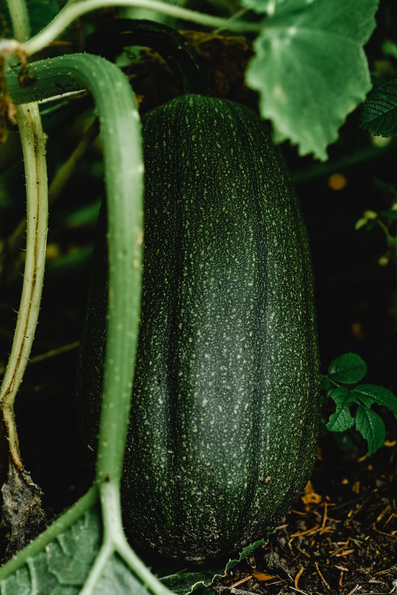 What's Threatening The Illinois Vegetable Garden Season Early