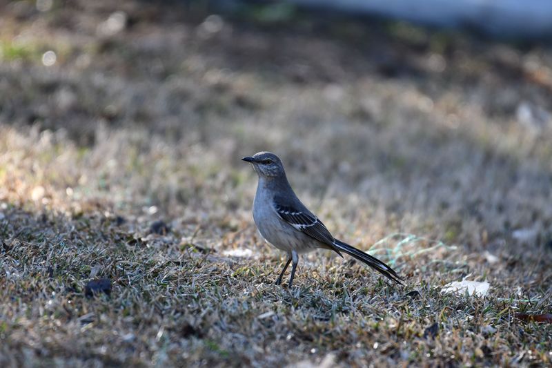 When A Mockingbird Stops Coming Back