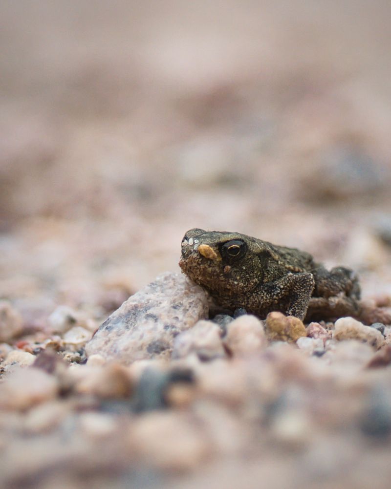When A Toad's Presence Signals A Problem When A Toad's Presence Signals A Problem