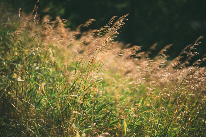 When And How To Cut Indian Grass Back Each Year