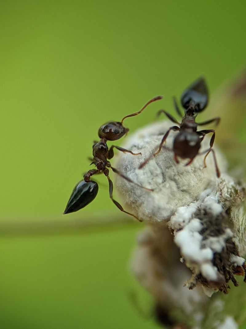 When Ants Signal A Different Problem