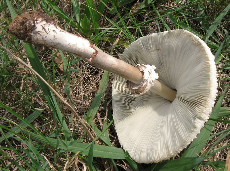 When Clearing Lawn Mushrooms Makes Sense When Clearing Lawn Mushrooms Makes Sense
