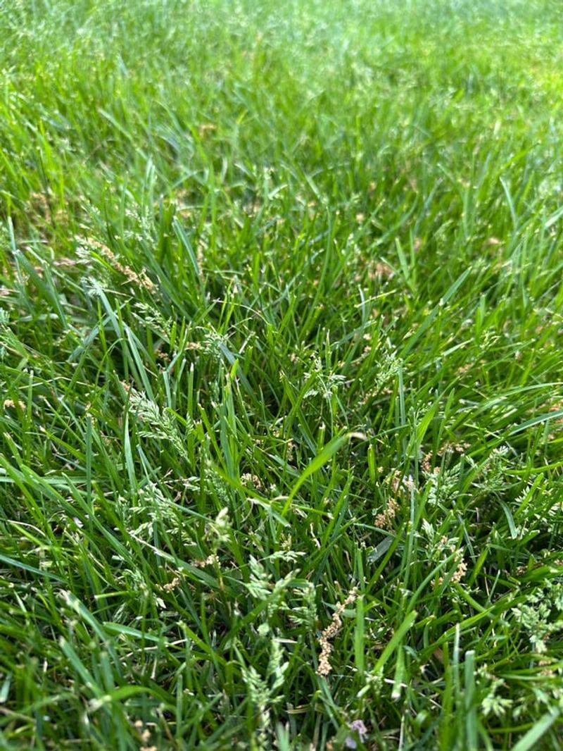 When Fall Feeding Pays Off Come Spring