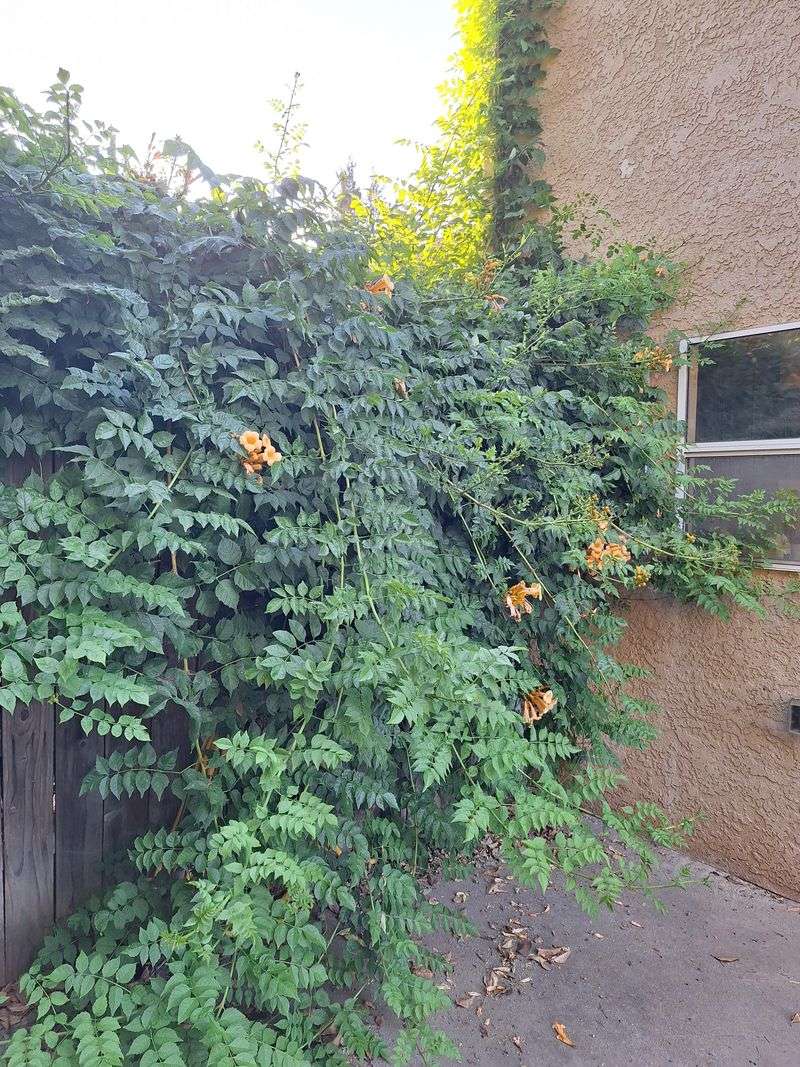 When One Backyard Problem Crosses The Fence