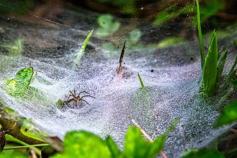 When Professional Pest Control Becomes Necessary When Professional Pest Control Becomes Necessary