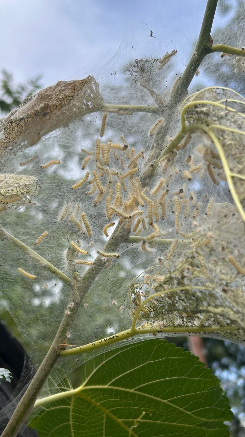 When Pruning The Nest Out Makes Sense When Pruning The Nest Out Makes Sense
