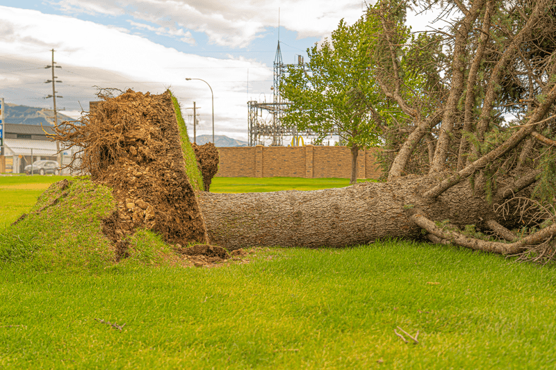 When Root-Cutting Crosses The Line Into Liability When Root-Cutting Crosses The Line Into Liability